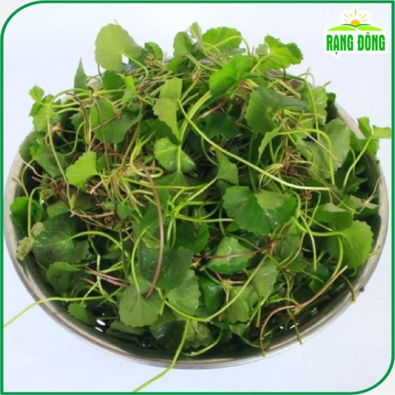 Hạt Giống Húng Cây